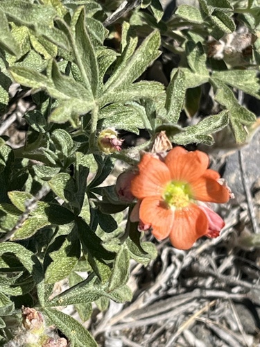 Scarlet Globemallow