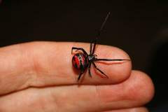 Latrodectus curacaviensis