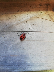 Pyrrhocoris apterus