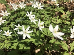 Anemonoides nemorosa