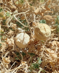 Benincaseae