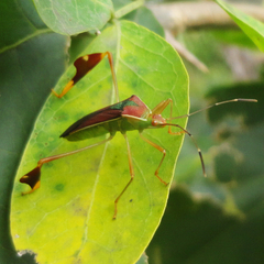 Anisoscelis scutellaris