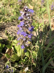 Ajuga reptans