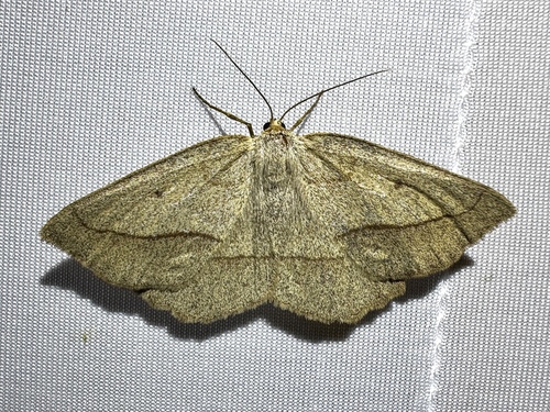 Least-marked Euchlaena Moth photo 5