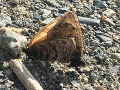 Oeneis chryxus caryi