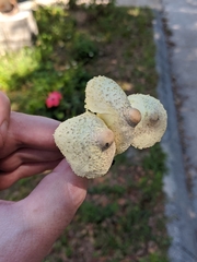 Leucocoprinus birnbaumii image