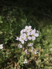 Cardamine pratensis