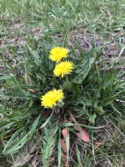 Taraxacum