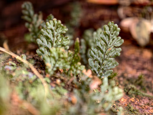 Hymenophyllum imbricatum observed 2026-06-16