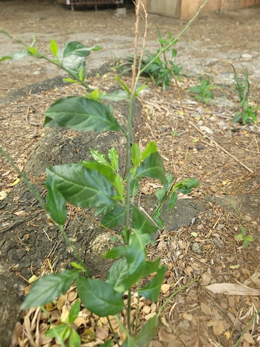 Guinea Hen Weed