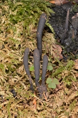 Xylaria corniformis