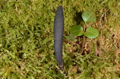Xylaria corniformis