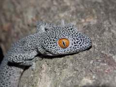 Strophurus taenicauda