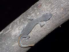 Strophurus taenicauda