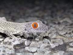 Strophurus taenicauda