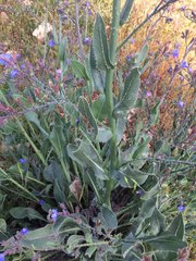 Anchusa strigosa