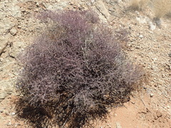 Tetraena longicapsularis