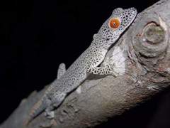 Strophurus taenicauda