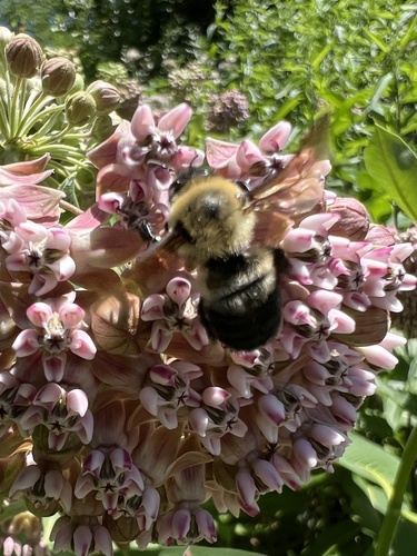 Brown-belted Bumble Bee