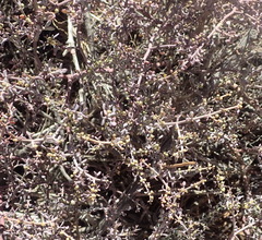 Tetraena longicapsularis