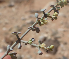 Tetraena longicapsularis