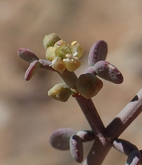 Tetraena longicapsularis