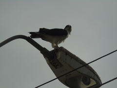 Geranoaetus polyosoma