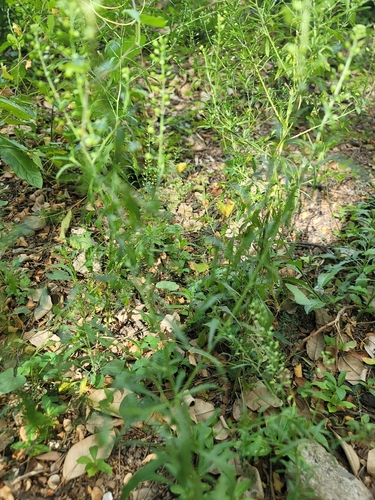 Virginia pepperweed