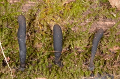 Xylaria corniformis