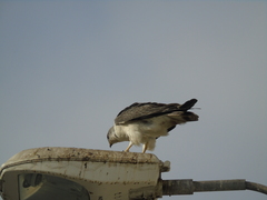 Geranoaetus polyosoma
