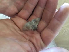 Phyllodesma