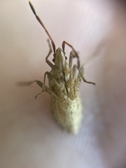 Ceraleptus lividus