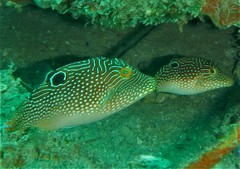 Canthigaster petersii