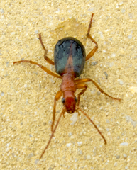 Brachinus alexandri