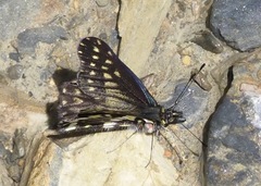 Catasticta pinava pinava