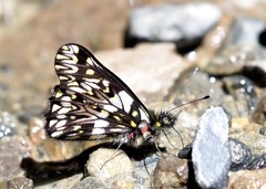 Catasticta pinava pinava