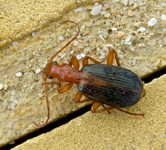 Brachinus alexandri