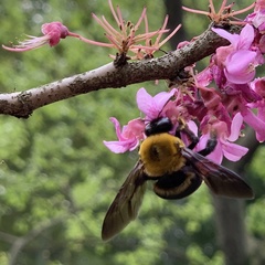 Xylocopa appendiculata