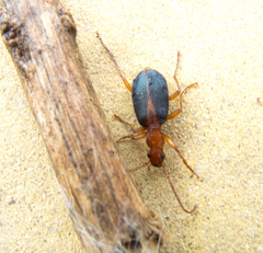 Brachinus alexandri