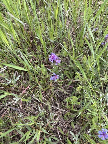 Small-flower Beardtongue
