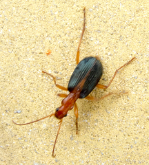 Brachinus alexandri