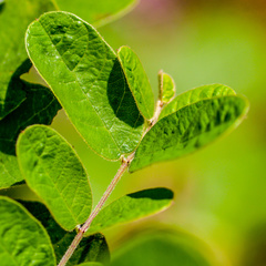 Amorpha paniculata