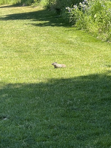 Groundhog