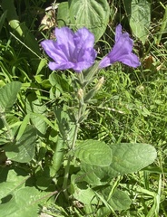 Ruellia ciliatiflora