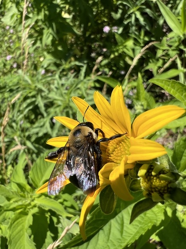 Eastern Carpenter Bee
