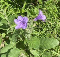 Ruellia ciliatiflora