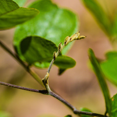 Amorpha paniculata