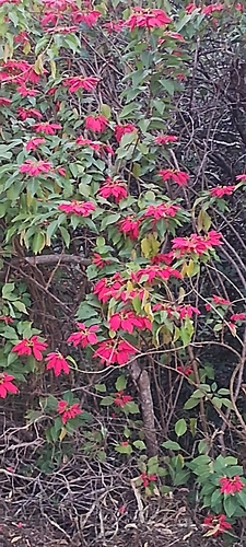Poinsettia