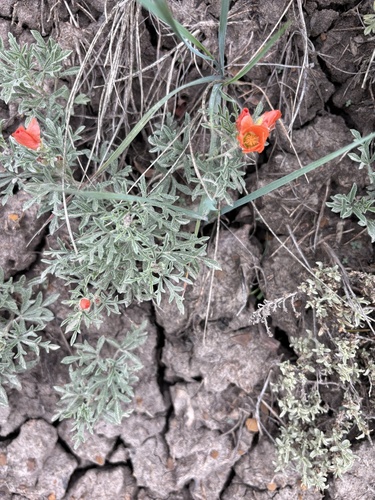 Scarlet Globemallow