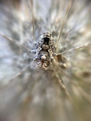 Platybunus